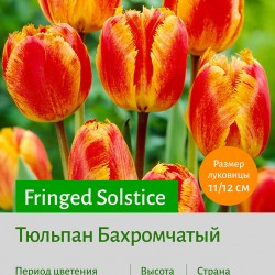 Тюльпан Бахромчатый (fringled) Fringed Solstice